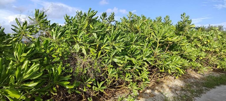Sea Lettuce – the ‘famine food’