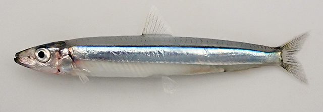 Silver Sprat-Rehi
