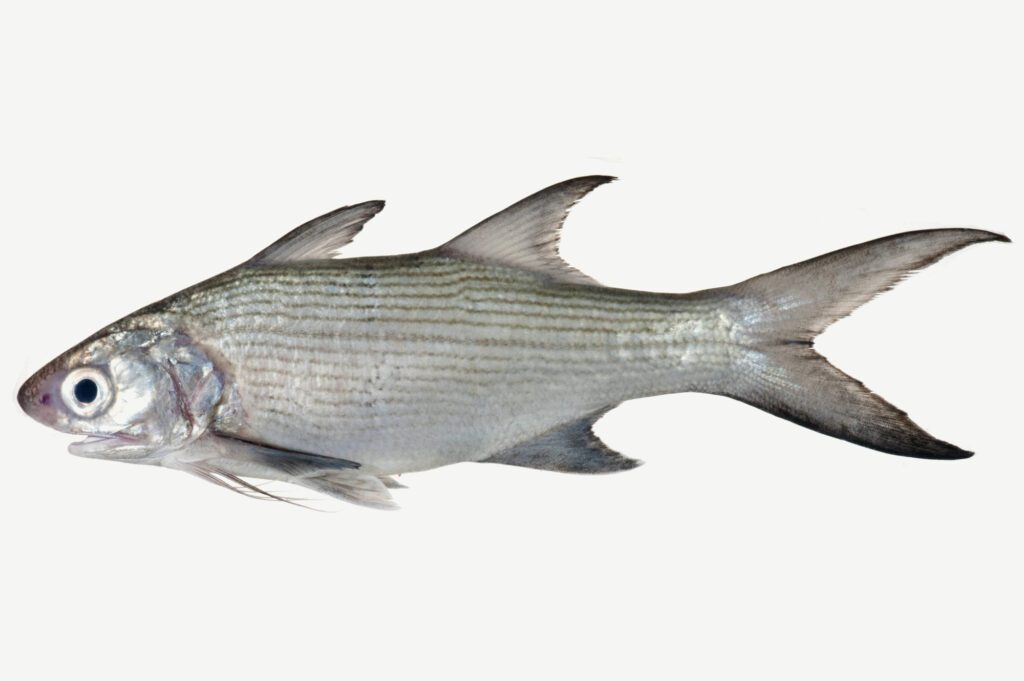 Sixfinger threadfin fish