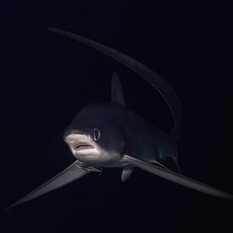 Thresher shark tail whipping mystery revealed