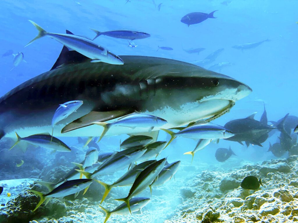tiger-shark