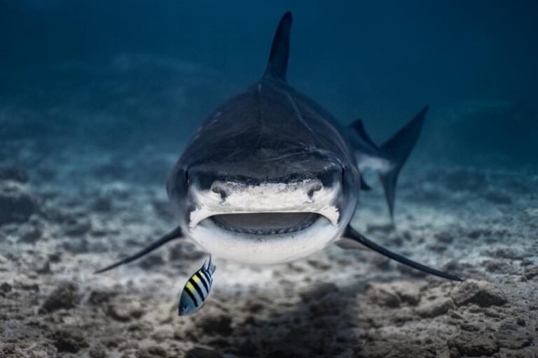 The Tiger Shark’s Incredible Stealth Hunting Skills