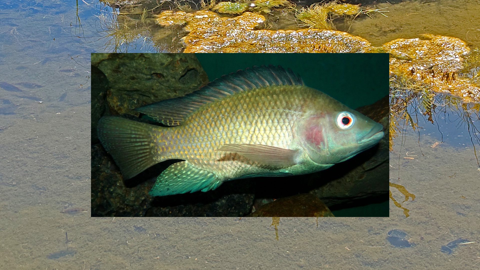 Tilapia