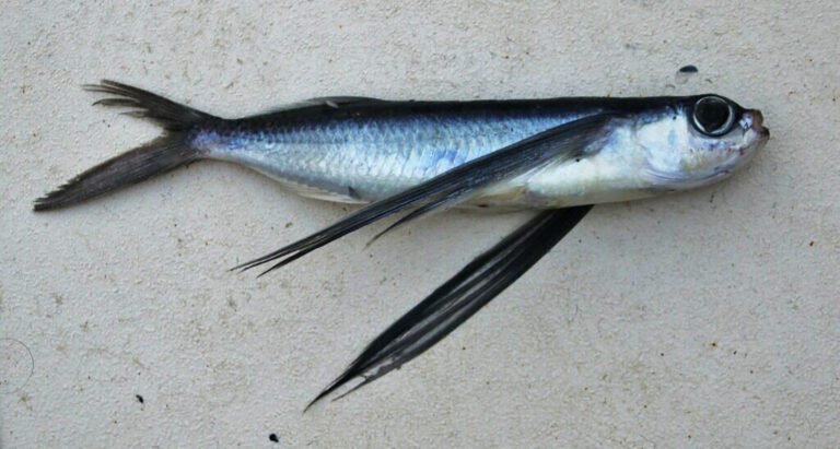Tropical Two-Wing Flying Fish: The Most Prevalent Flying Fish in the Maldives