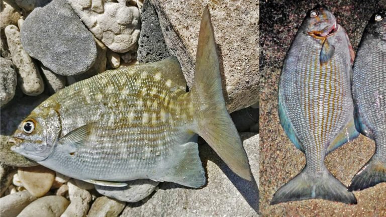 The Elusive Blue Sea Chub: A Test of Patience and Skill