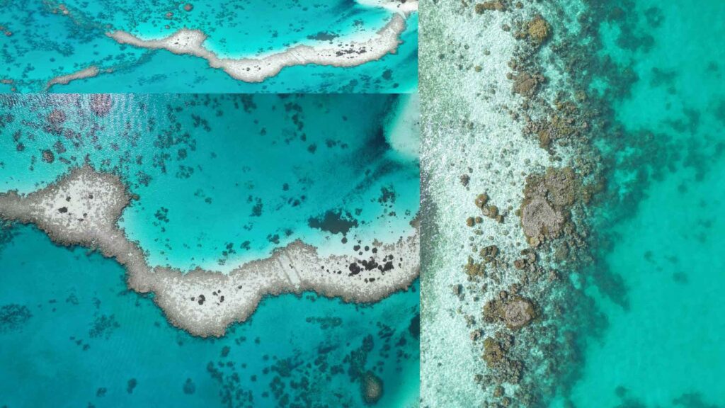 coral-reefs