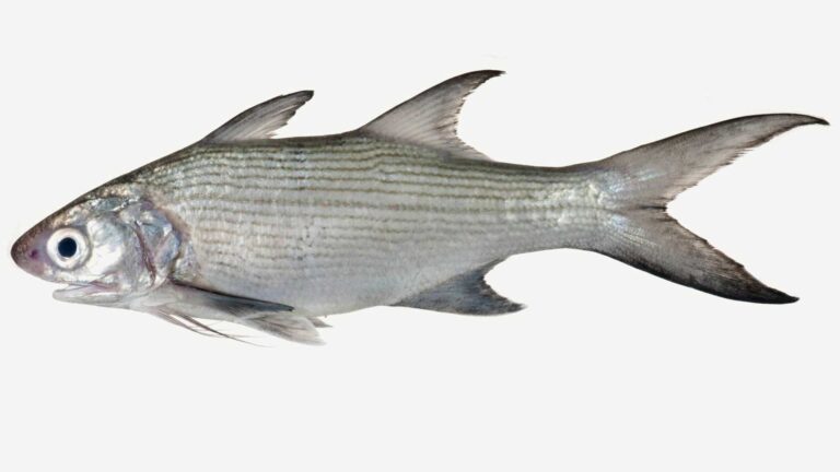 six finger threadfin