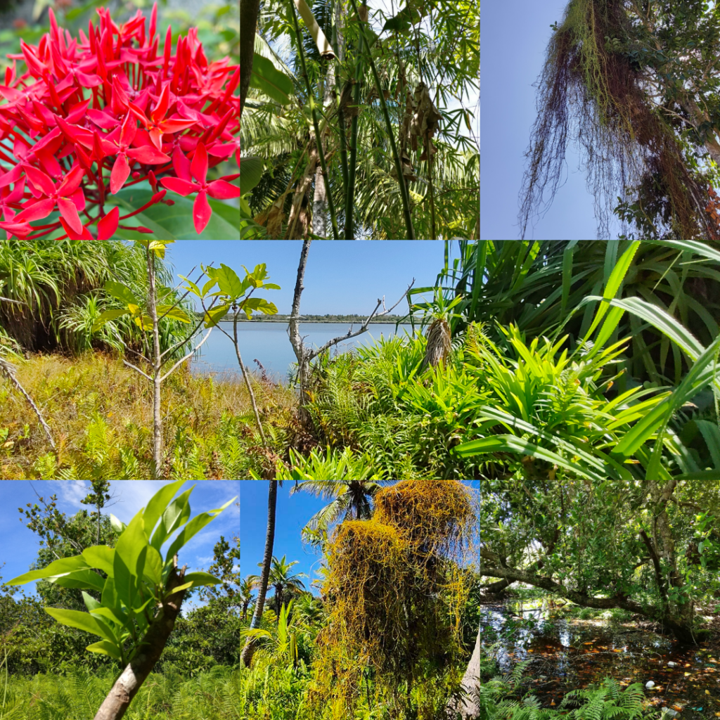 mangrove-plants-Fuvahmulah