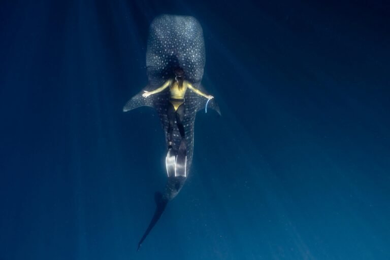 Megamamma Supreme: The Pregnant Whale Shark