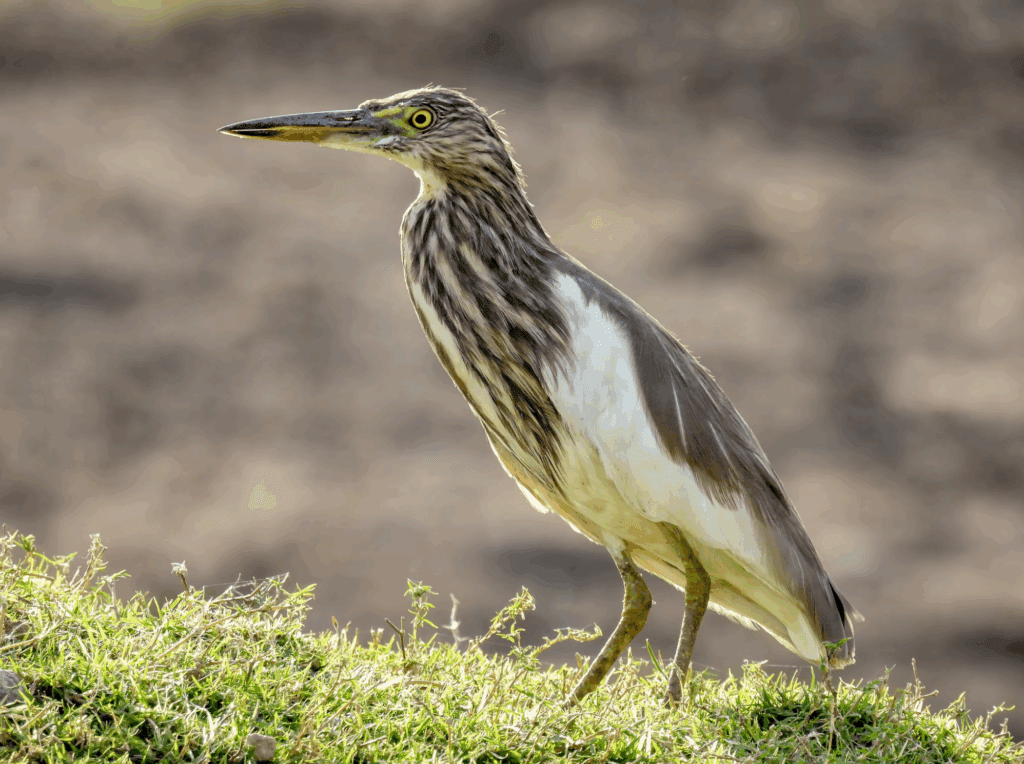 Indian pond heron