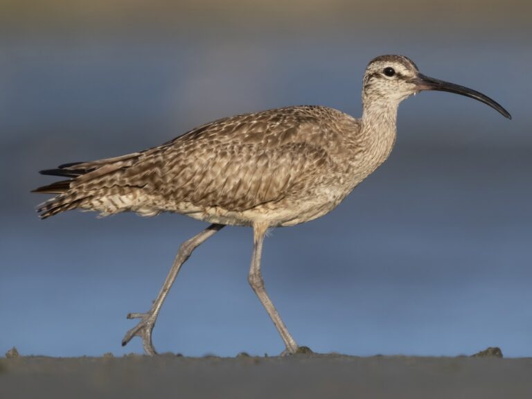 The Whimbrel: A Master of Long-Distance Migration