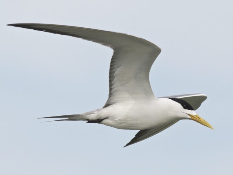 Great-crested tern