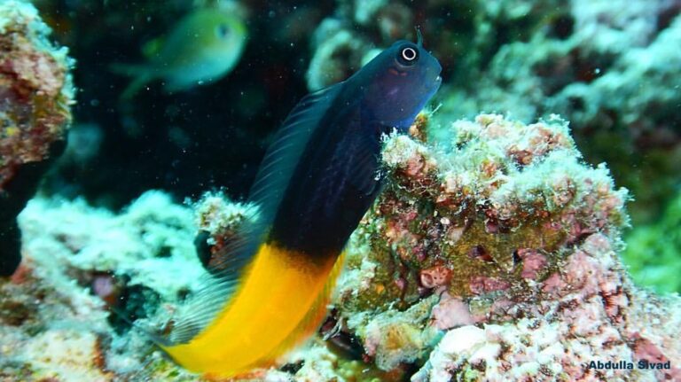 Bicolor blenny