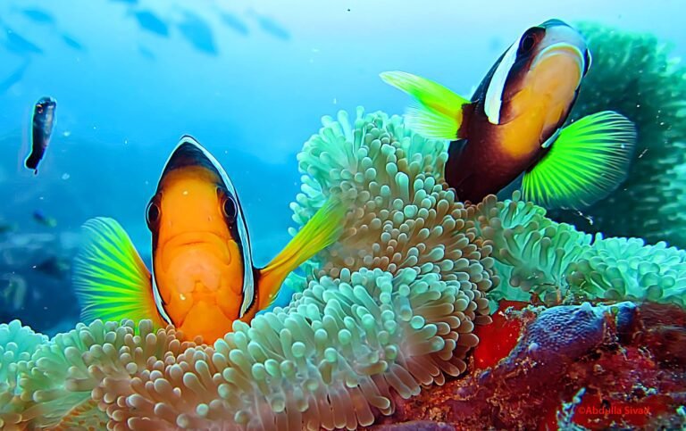 The Reef’s Greatest Socialite: Meeting Clark’s Anemonefish