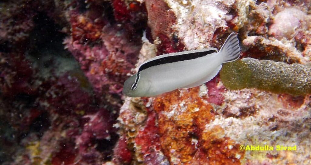 Smith's Venomous Blenny