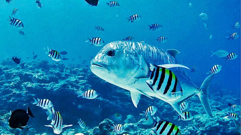 Giant trevally and sergeant major fish.