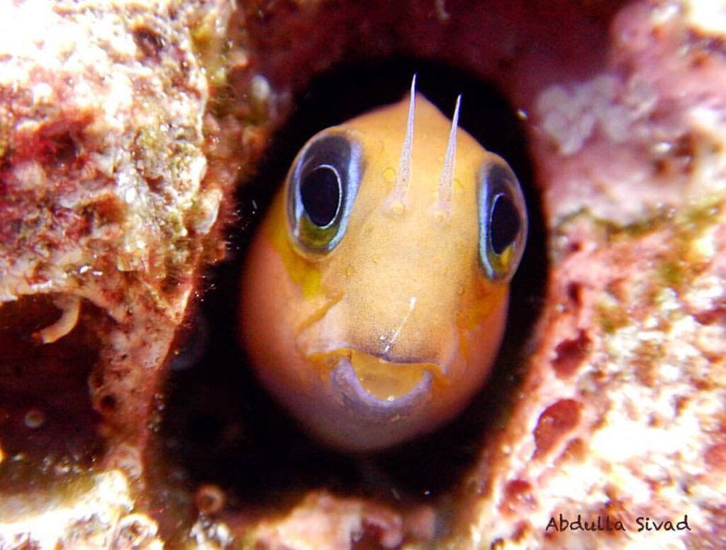 Midas blenny