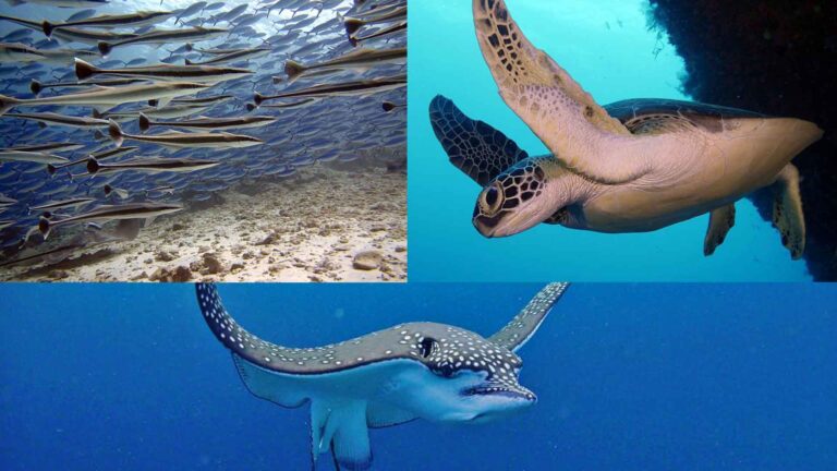 Remora fish, turtle and an eagle ray.