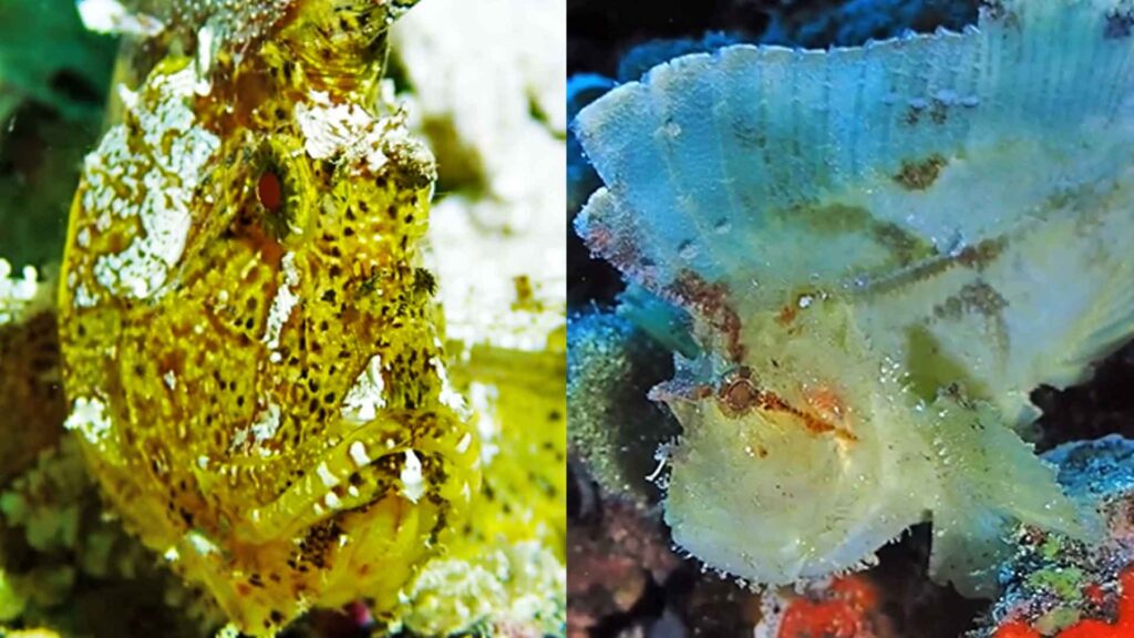 scorpionfish