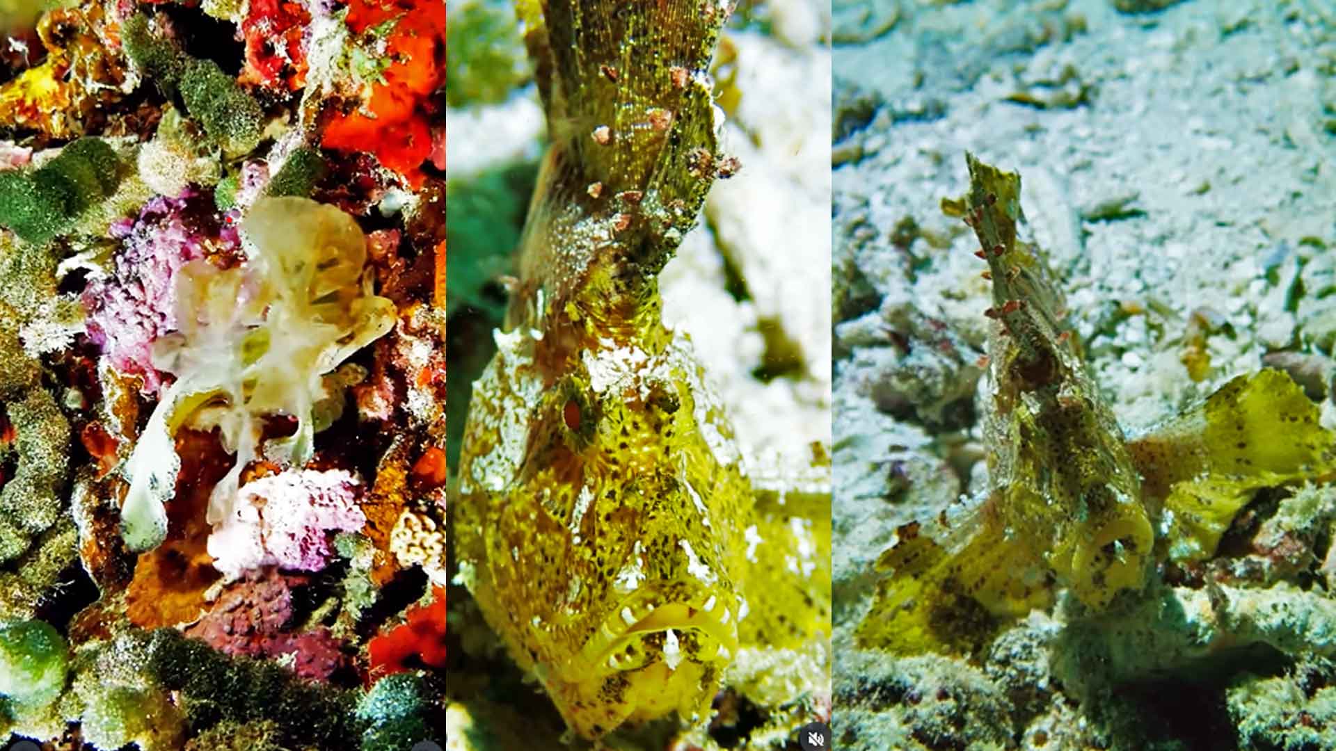 Scorpionfish