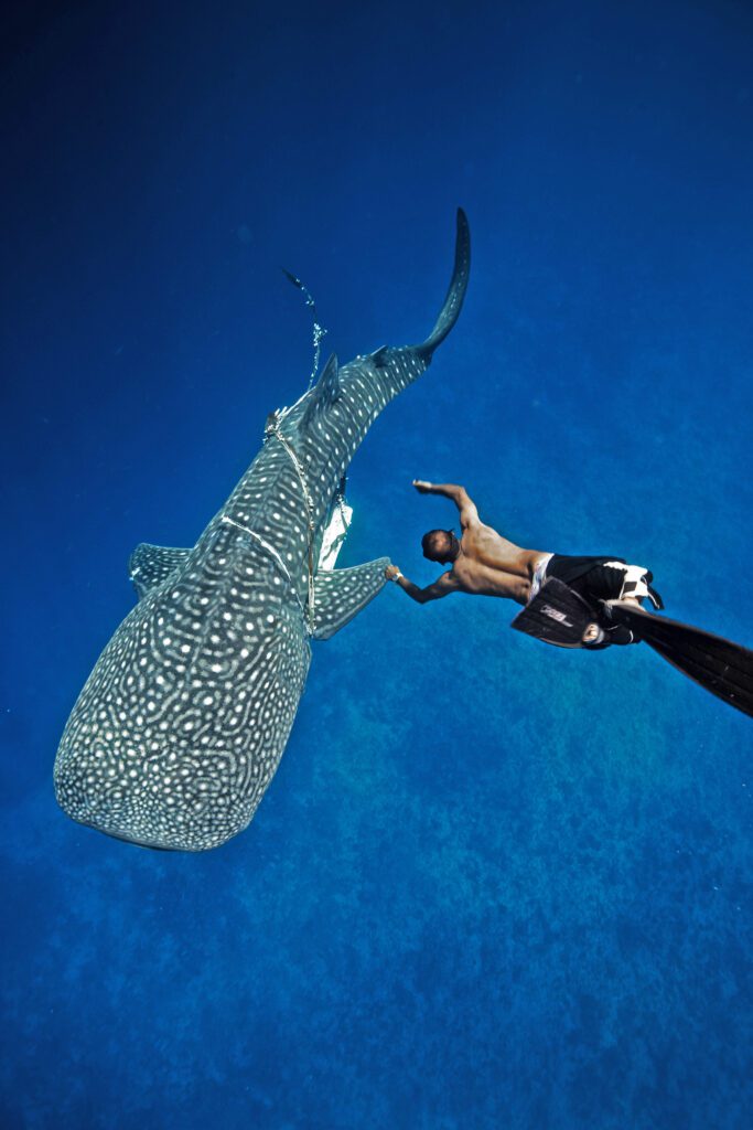 whale shark