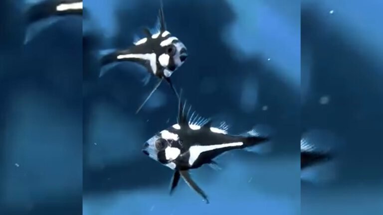 Midnight Snapper: Shadow King of the Reef