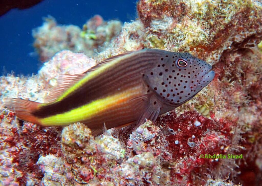Blackside hawkfish