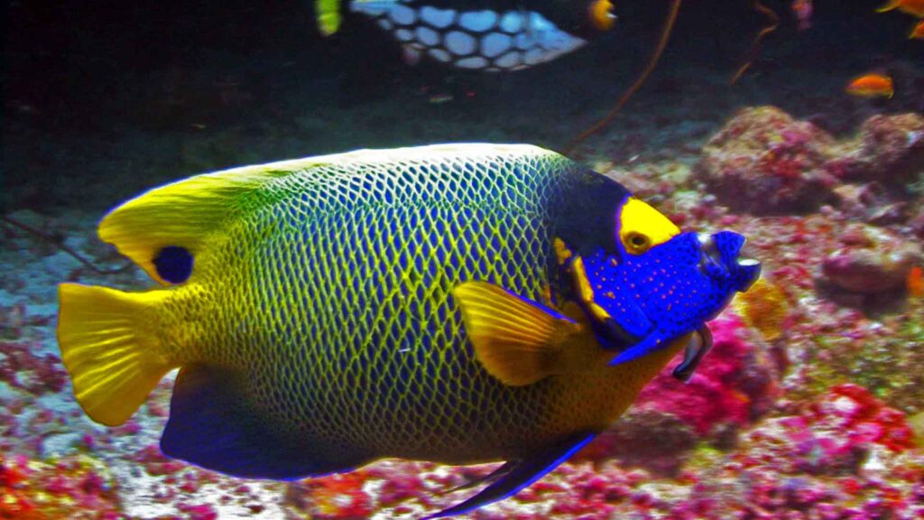 Blue-faced angelfish