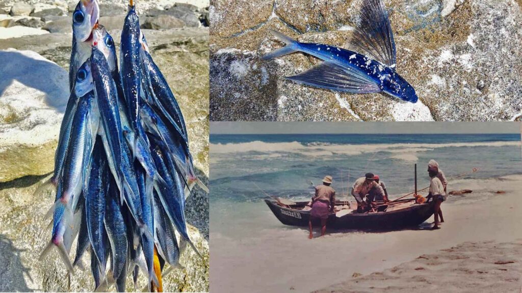 Preparation to catch flying fish.