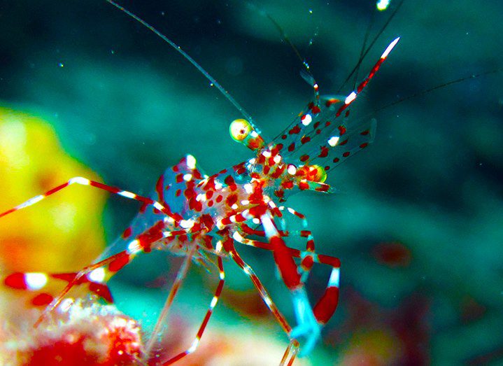 Cleaner shrimp