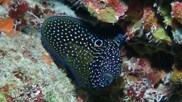 The elusive comet fish