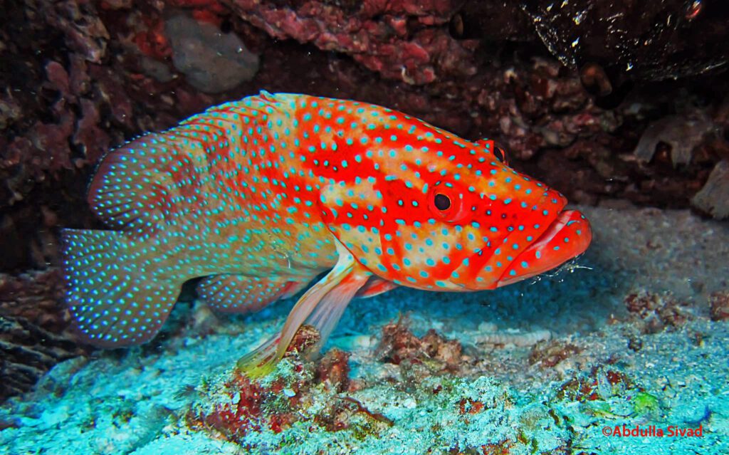Coral hind