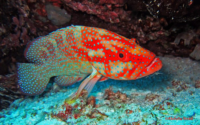 Coral hind