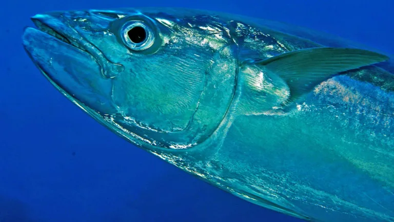 Dogtooth Tuna: Powerful and Elusive Tropical Predator