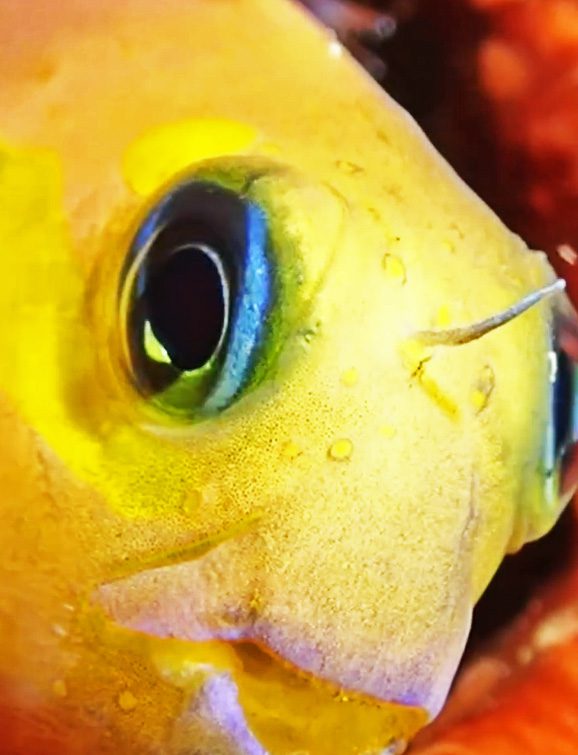 fish eye
