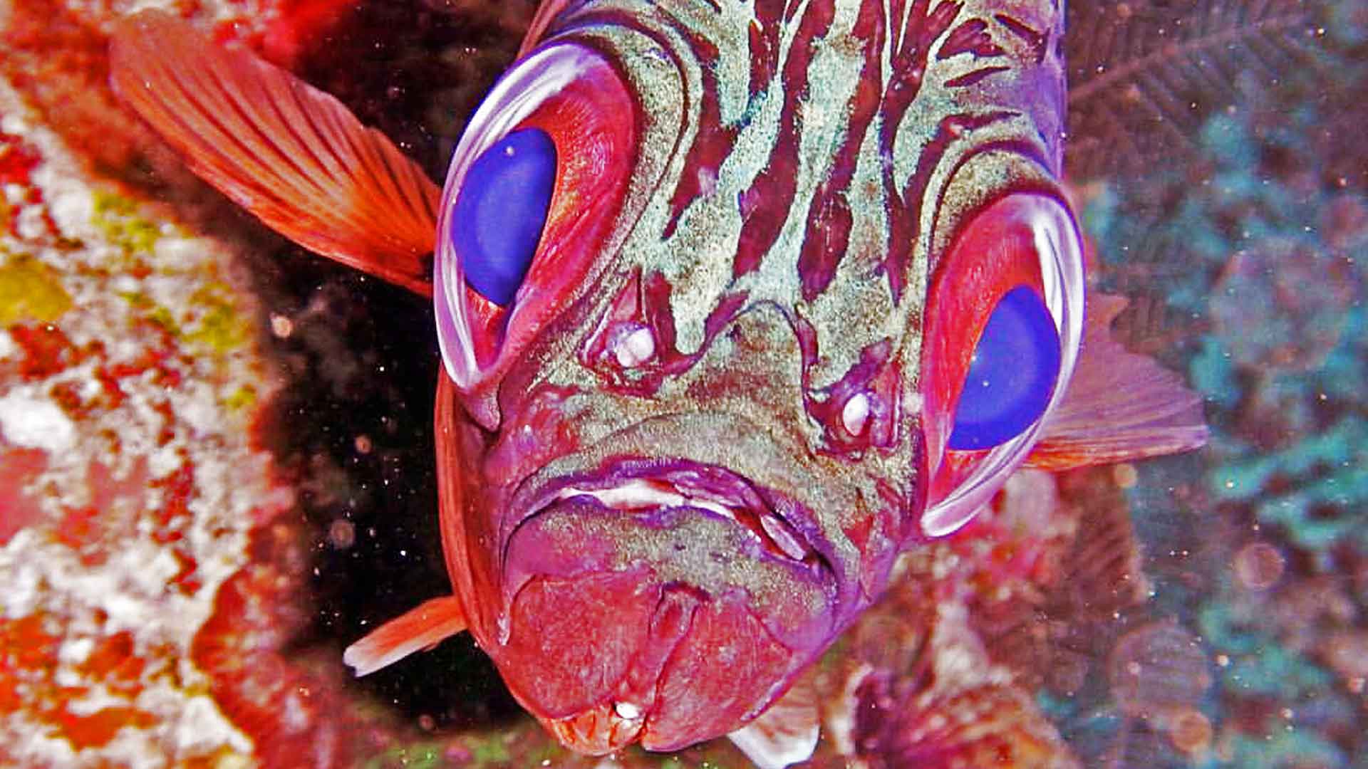 Diver’s lens: The realm of fish eye