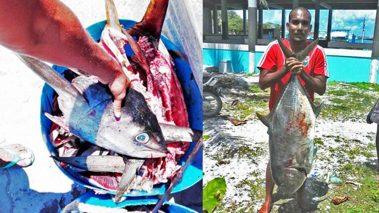 fish head and giant trevally catch