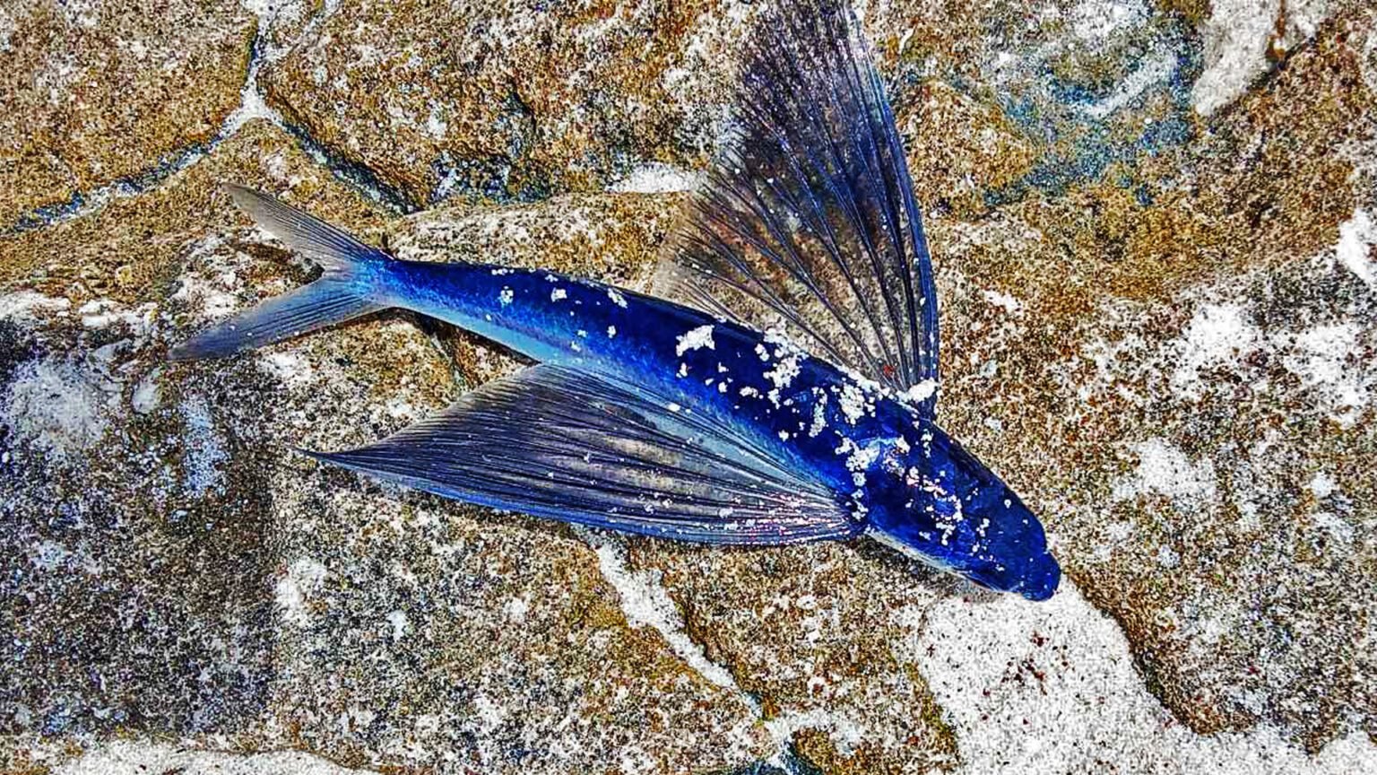 How to Catch Flying Fish Using Coconut Meat - Secret Island Fishing ...