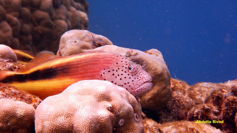 Freckled hawk fish