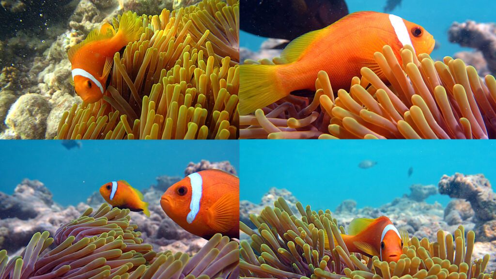 Maldive anemonefish