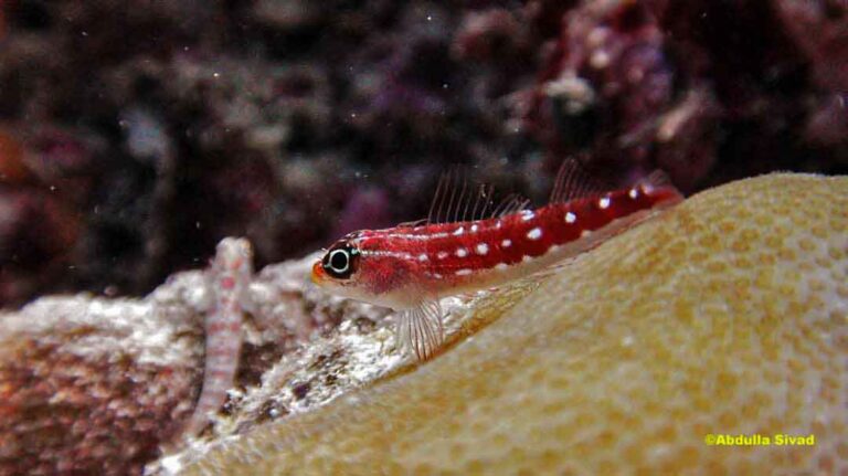 The Vibrant Maldives Triplefin