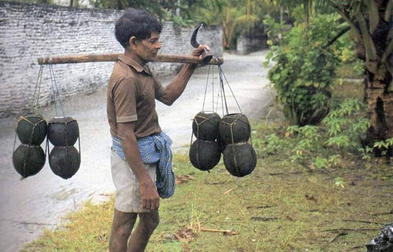 A Maldivian toddy tapper