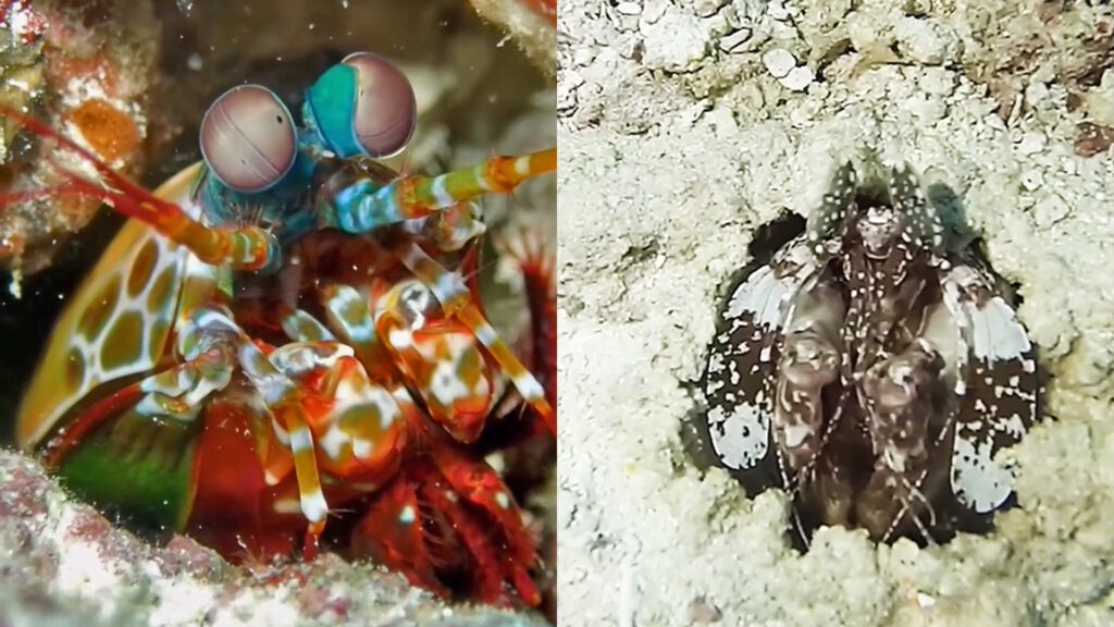 Mantis shrimp