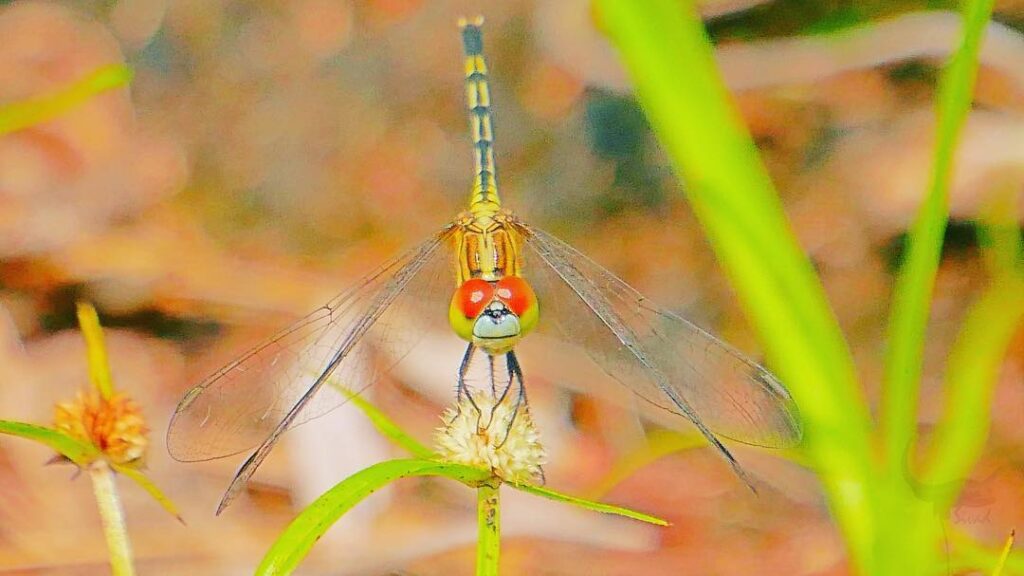 Red veined darter