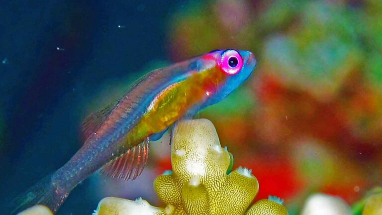 redeye goby