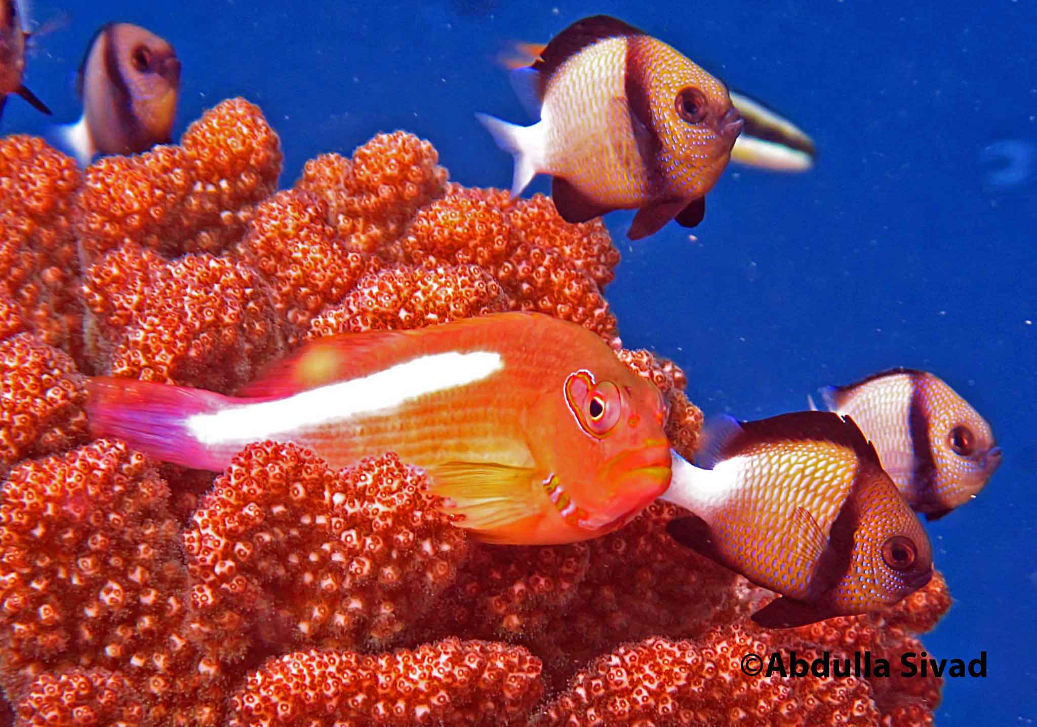 Diver’s lens: Hawkfishes