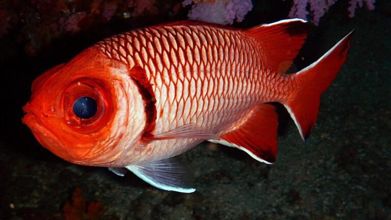 Soldierfish: Shy Reef Dwellers Hiding by Day
