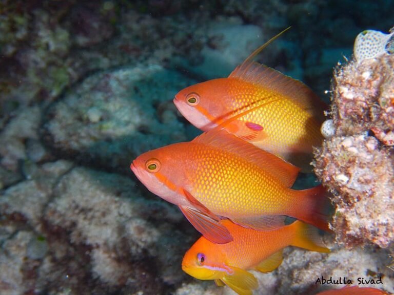 The vibrant basslet fish