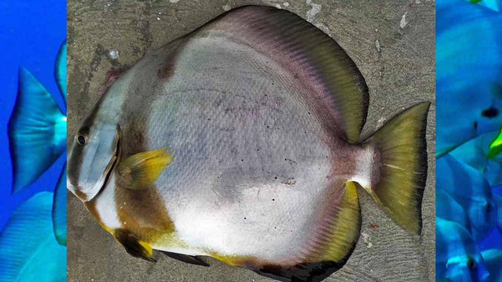 batfish