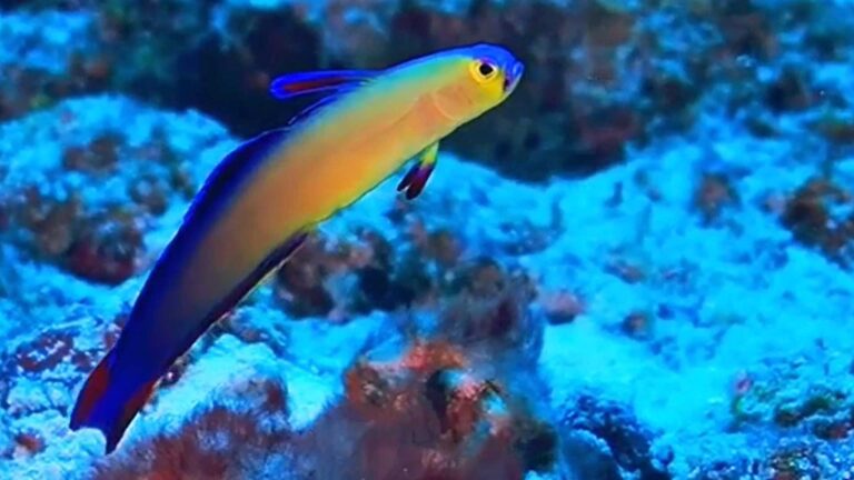 Nemateleotris decora